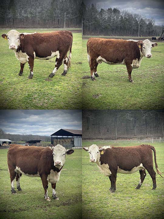Mountain Fork Hereford Farm Cows